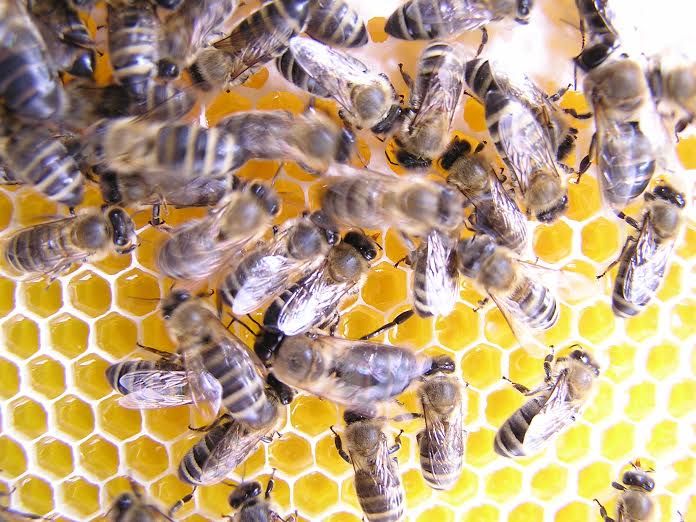 Plastové rámky - Moderní včelaření 