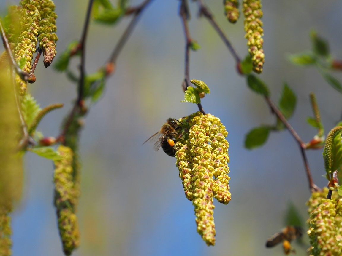 POZVÁNKA NA KURZ -  Jarní prohlídka a rozvoj včelstev 