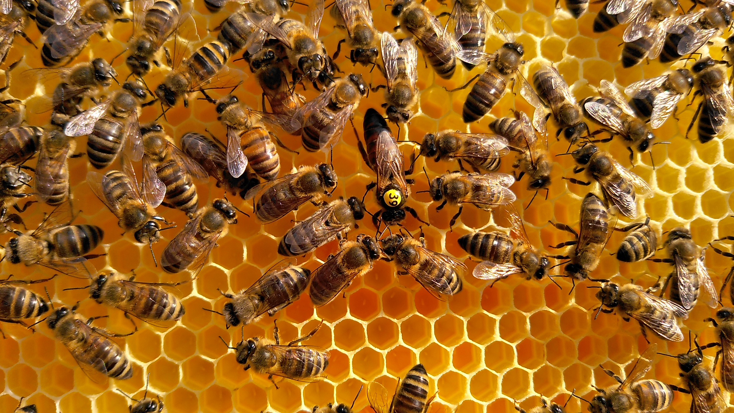 Včelařský kurz  -  TVORBA ODDĚLKŮ, PŘIDÁVANÍ a ZNAČENÍ MATEK