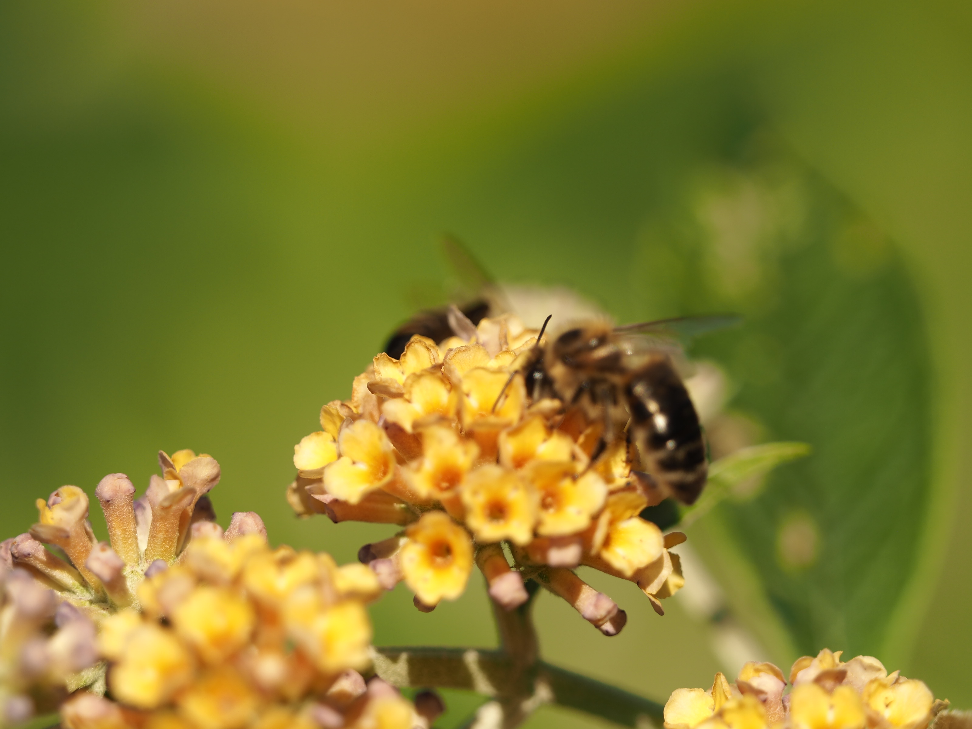 Včelařský kurz - ROZŠIŘOVANÍ VČELSTEV A LÉČENÍ  BEZ CHEMIE